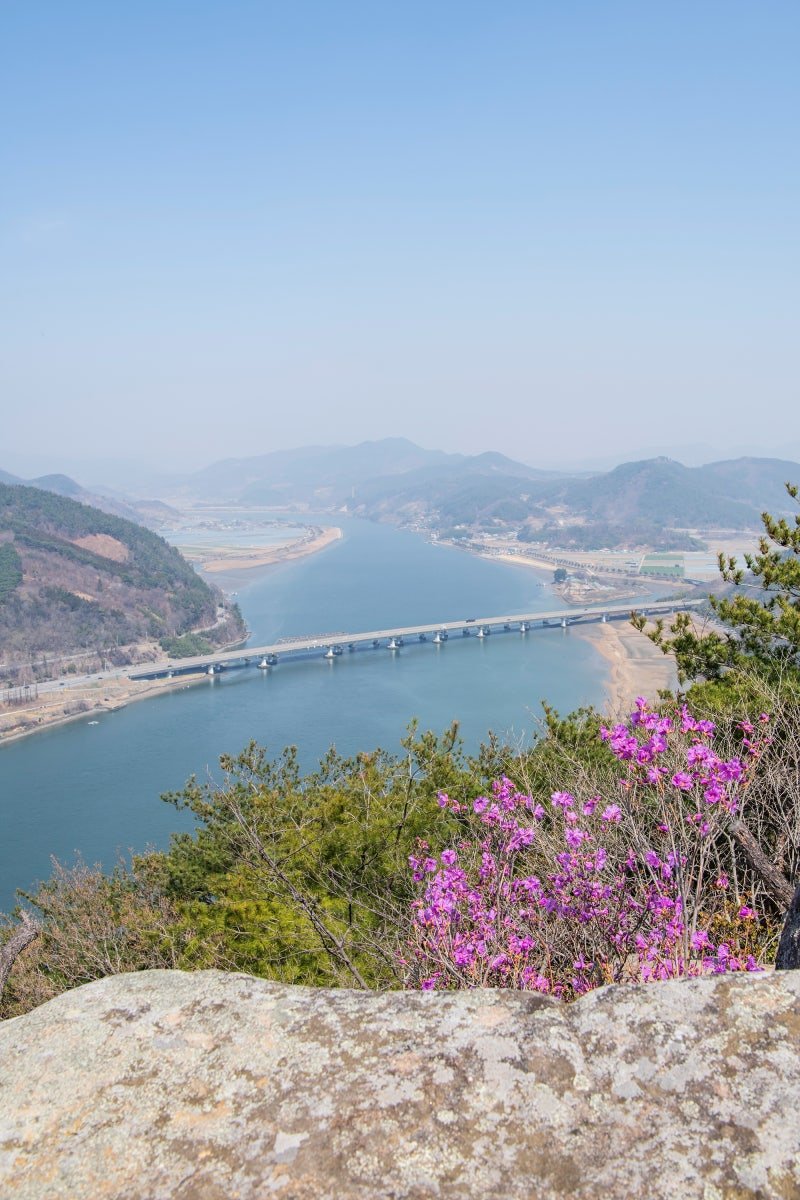 섬진강변 진달래