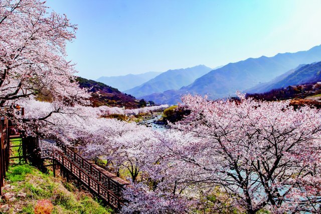 하동 벚꽃과 섬진강